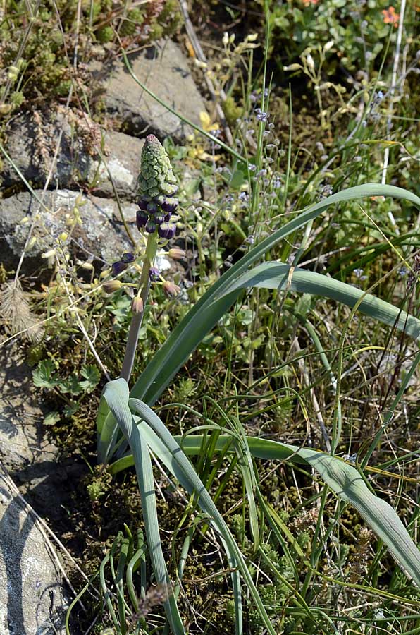 Muscari comosum